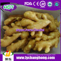 2013 China New Crop Fresh Ginger For UK,CANADA,USA and EU Market